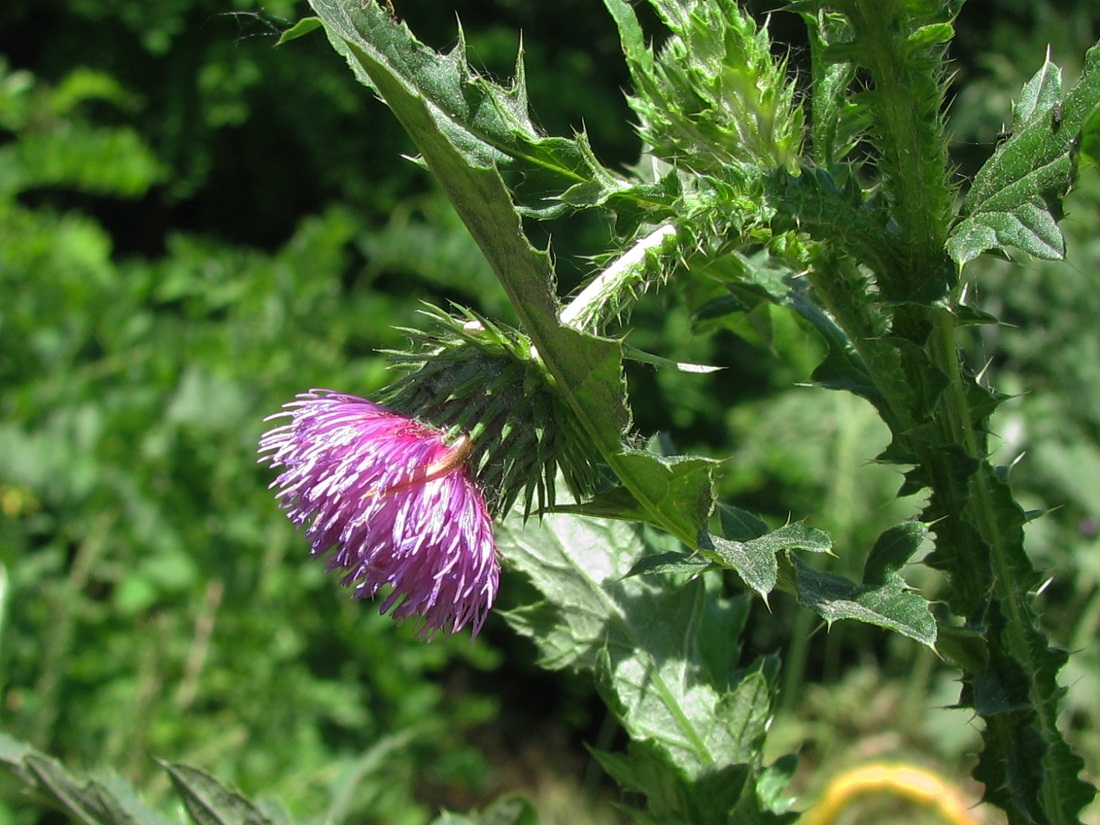 Изображение особи Carduus crispus.