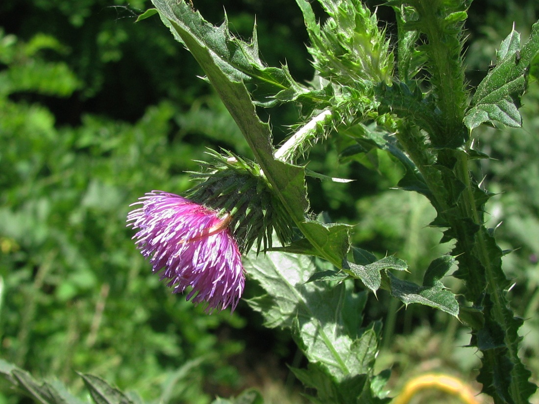 Изображение особи Carduus crispus.