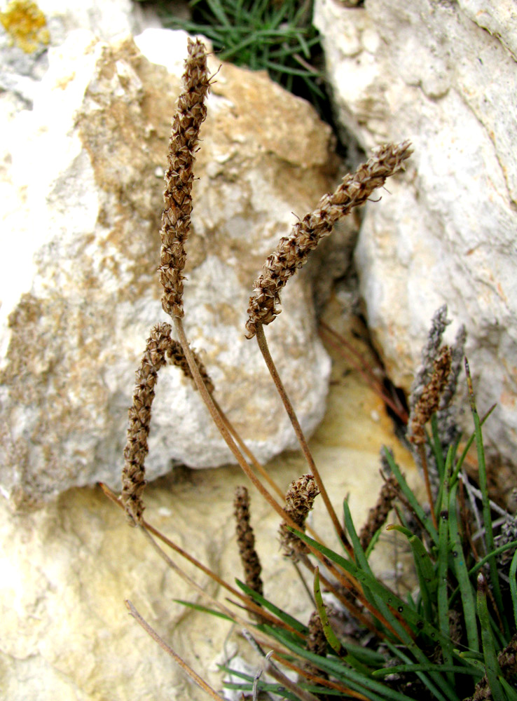 Image of Plantago crassifolia specimen.