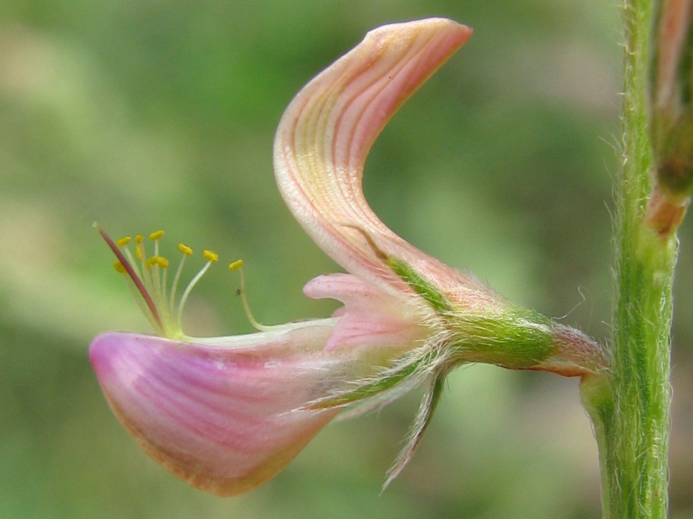 Image of Onobrychis viciifolia specimen.