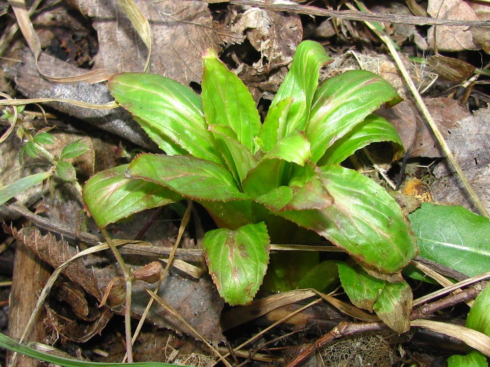 Изображение особи Epilobium hirsutum.