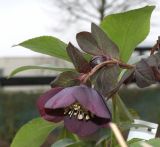 Helleborus orientalis