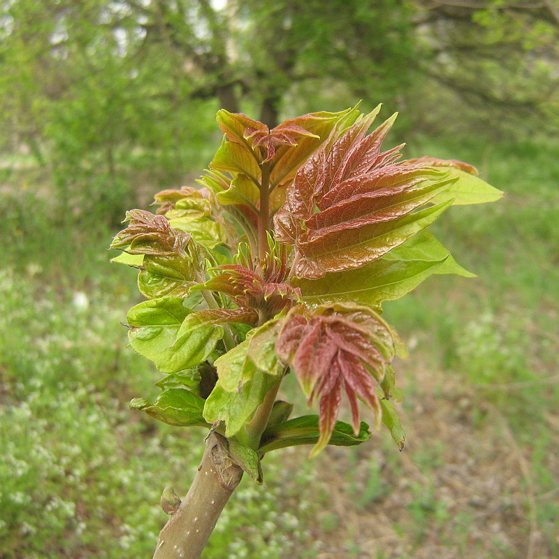 Изображение особи Ailanthus altissima.