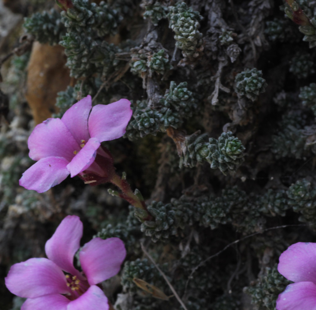 Изображение особи Saxifraga columnaris.