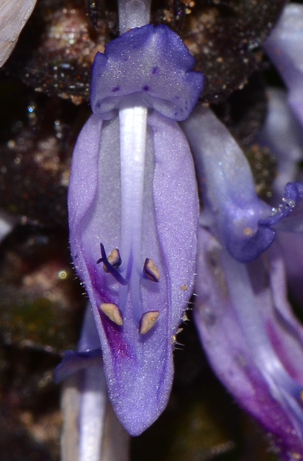 Image of Coleus neochilus specimen.