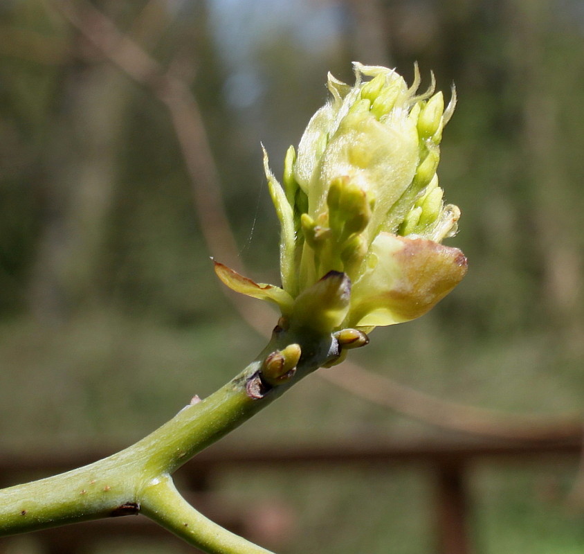 Изображение особи Sassafras albidum.