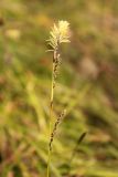 род Carex. Верхушка побега с соцветиями. Иркутская обл. окр. г. Усть-Кут, участок соснового леса. 26.05.2013.