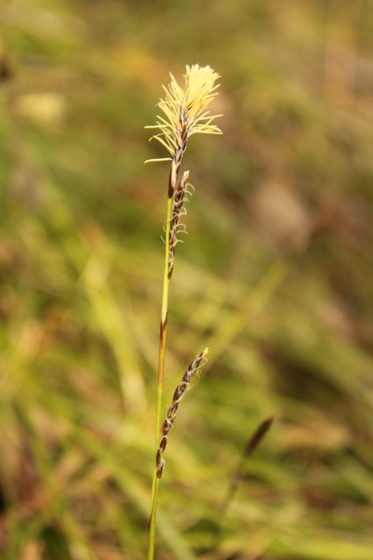 Изображение особи род Carex.