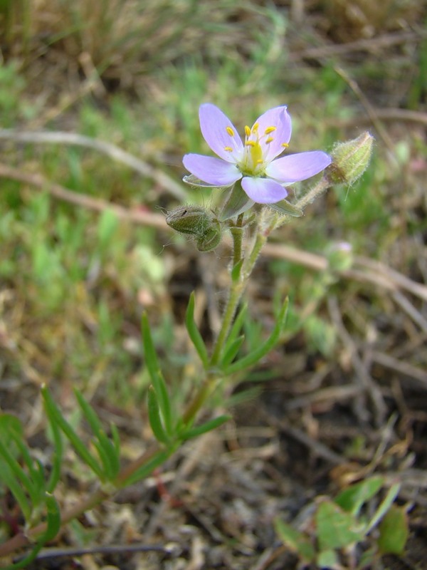 Image of Spergularia media specimen.