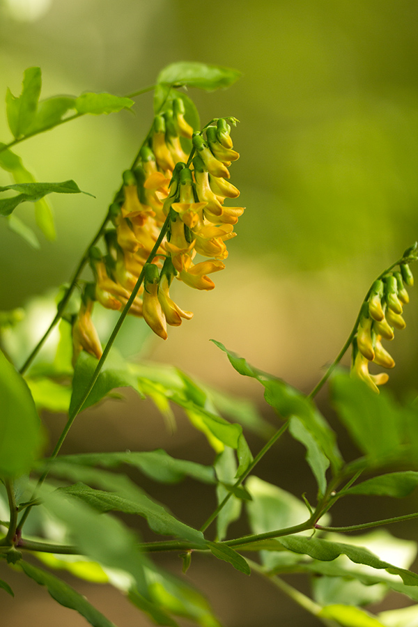 Изображение особи Lathyrus aureus.