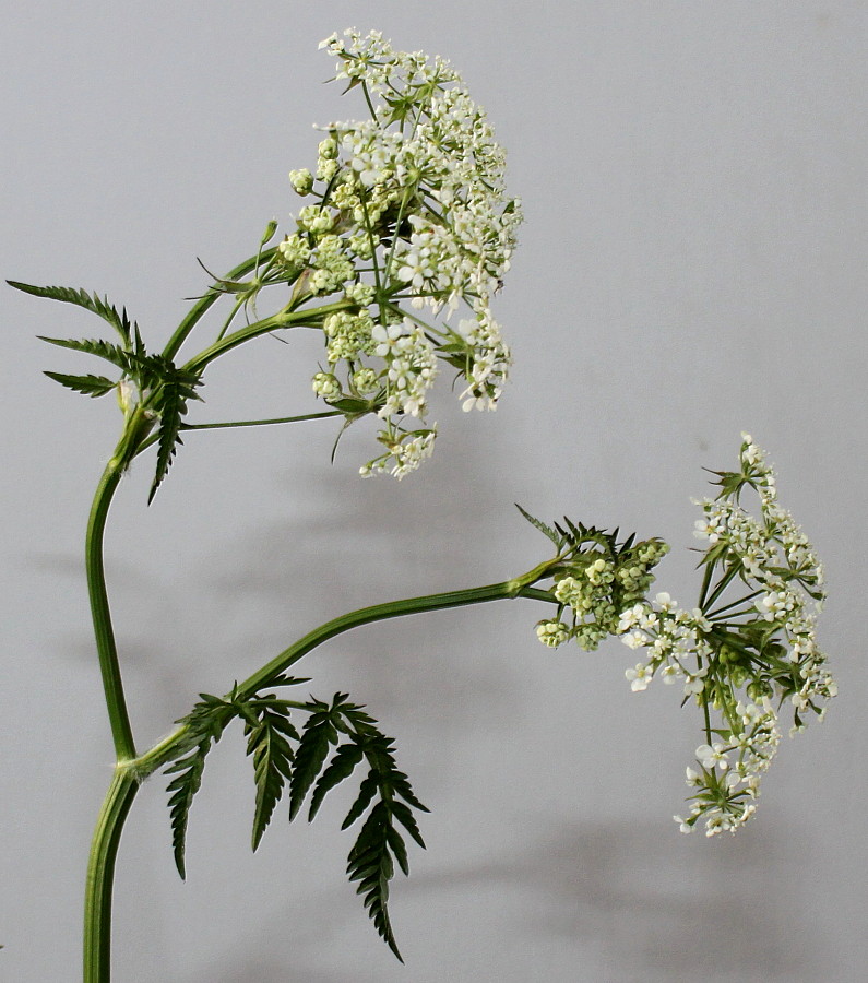 Image of Anthriscus sylvestris specimen.