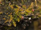 Harrimanella hypnoides