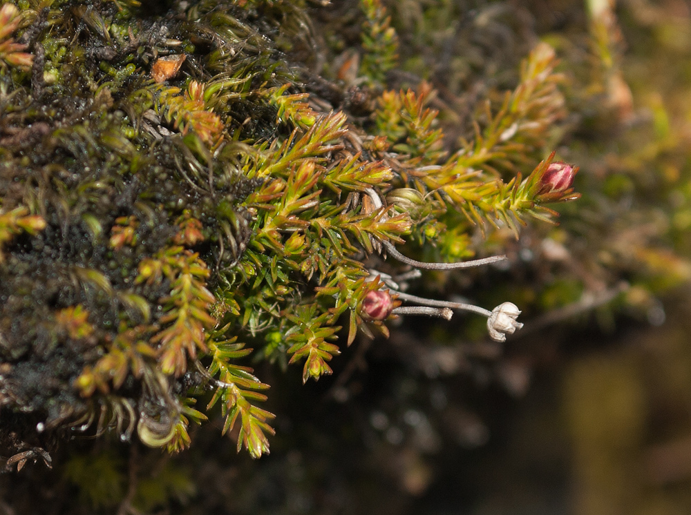 Image of Harrimanella hypnoides specimen.