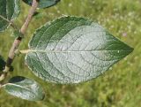 Salix latifolia