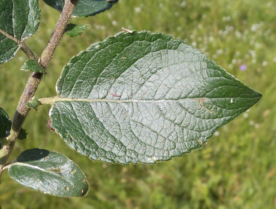 Изображение особи Salix latifolia.