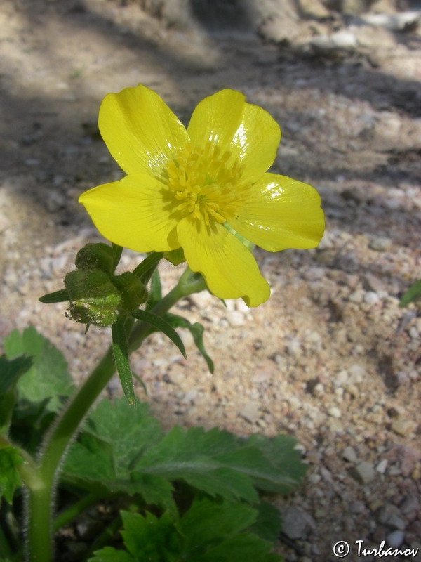 Изображение особи род Ranunculus.