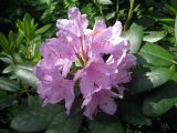 Rhododendron catawbiense. Соцветие. Финляндия, окр. г. Коувола, лесопарк Арборетум Мустила. 9 июня 2013 г.