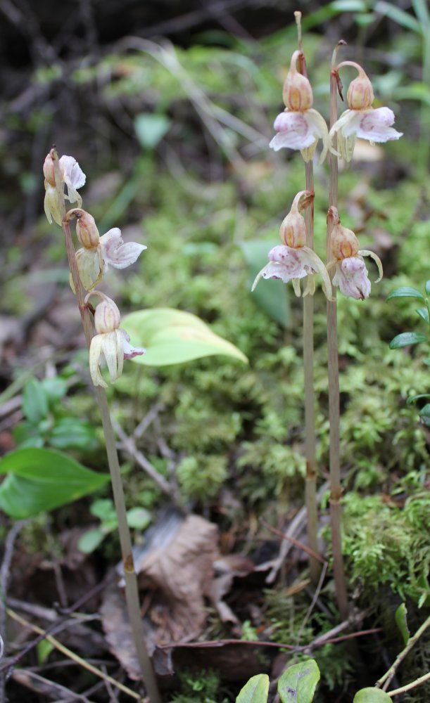 Image of Epipogium aphyllum specimen.