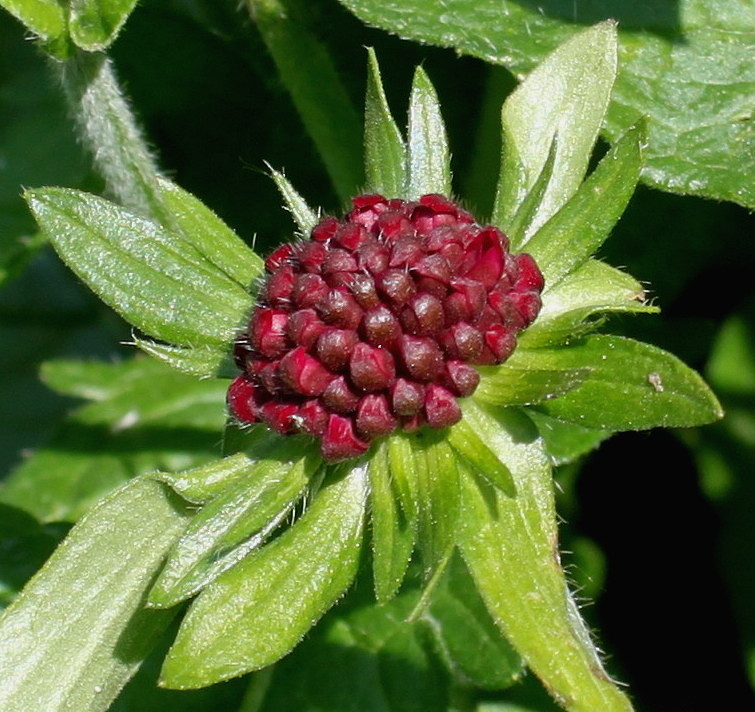 Image of Knautia macedonica specimen.