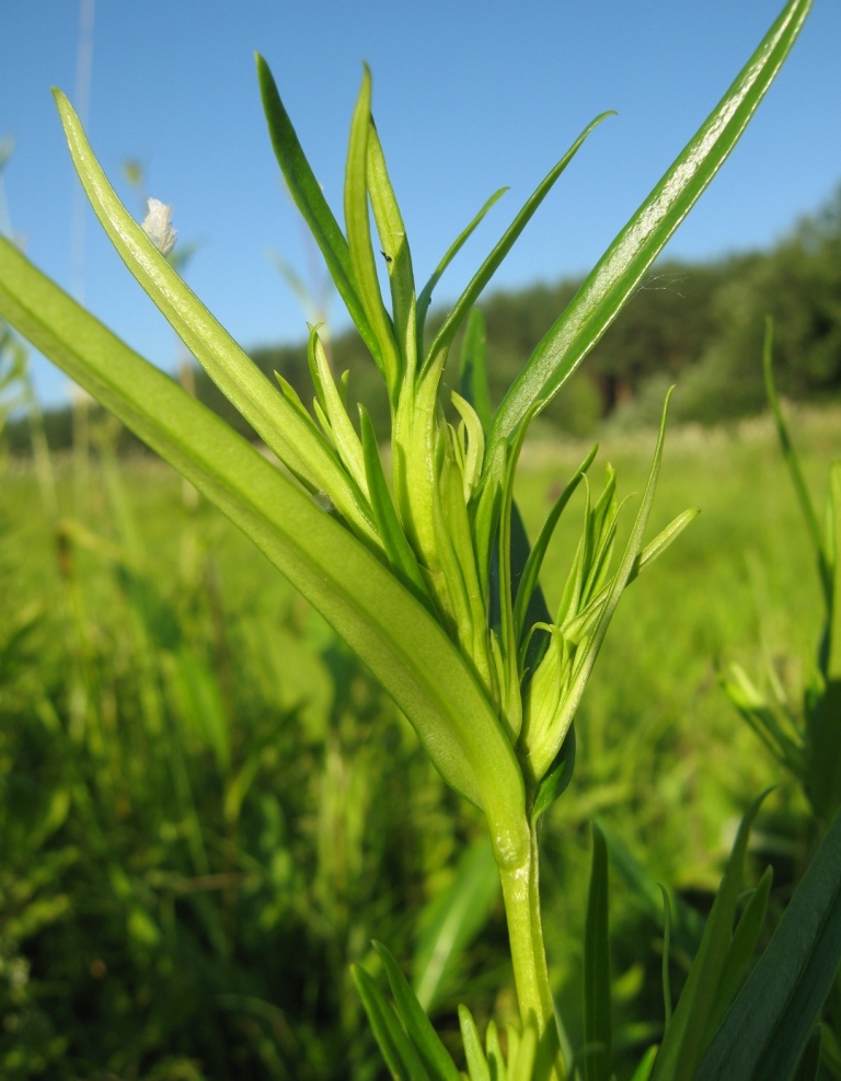 Изображение особи Gentiana pneumonanthe.