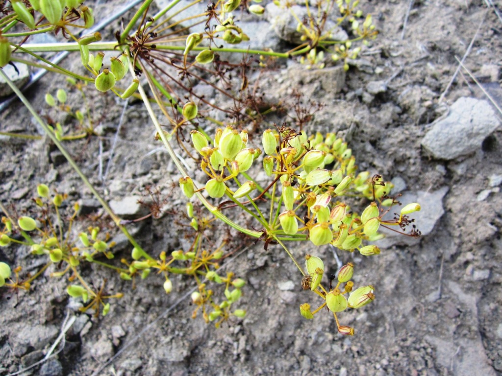 Изображение особи Pastinaca sylvestris.