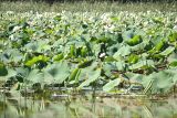 Nelumbo caspica. Заросли вегетирующих растений. Черноморское побережье Кавказа, Новороссийский район, долина реки Дюрсо, водохранилище. 11 августа 2013 г.