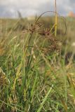 Cyperus glaber