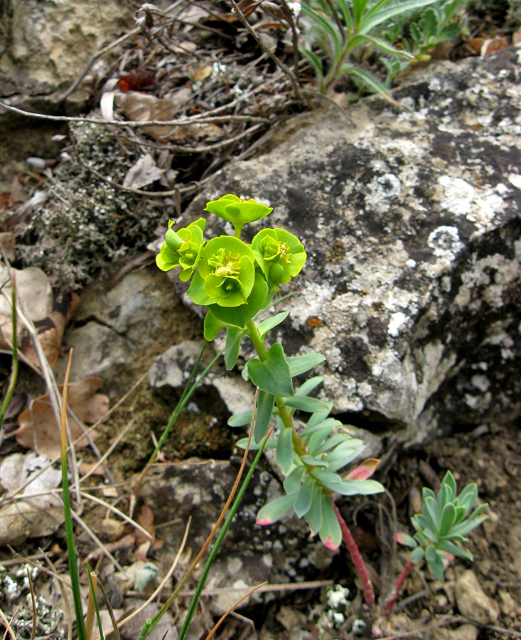 Изображение особи Euphorbia petrophila.