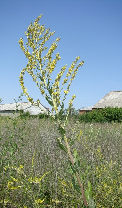 Изображение особи Verbascum lychnitis.