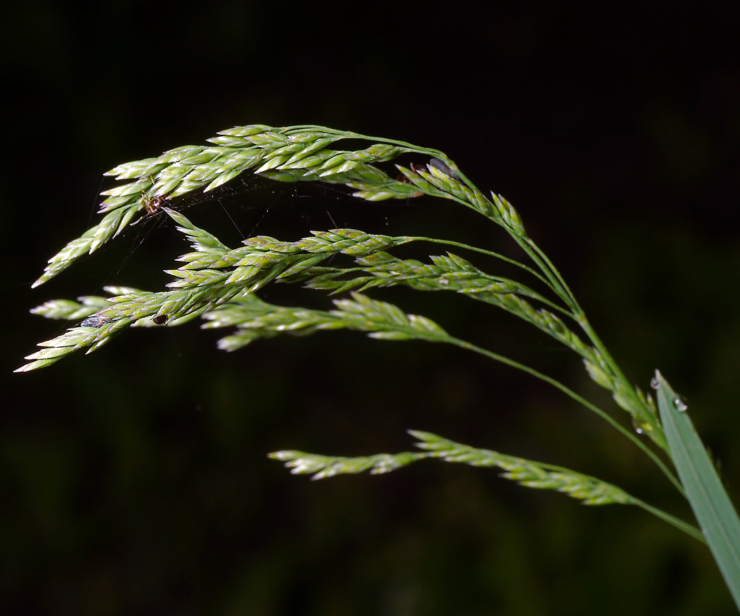 Изображение особи Poa pratensis.