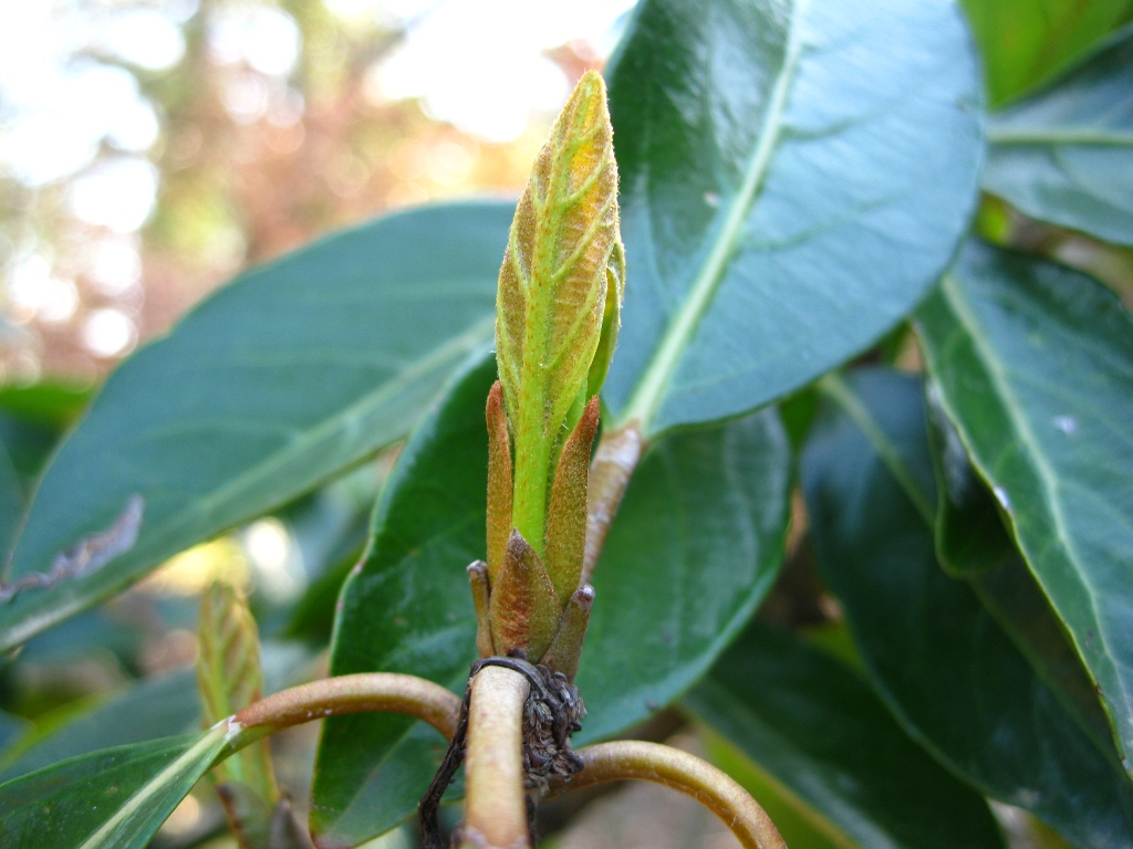 Image of Viburnum odoratissimum var. awabuki specimen.