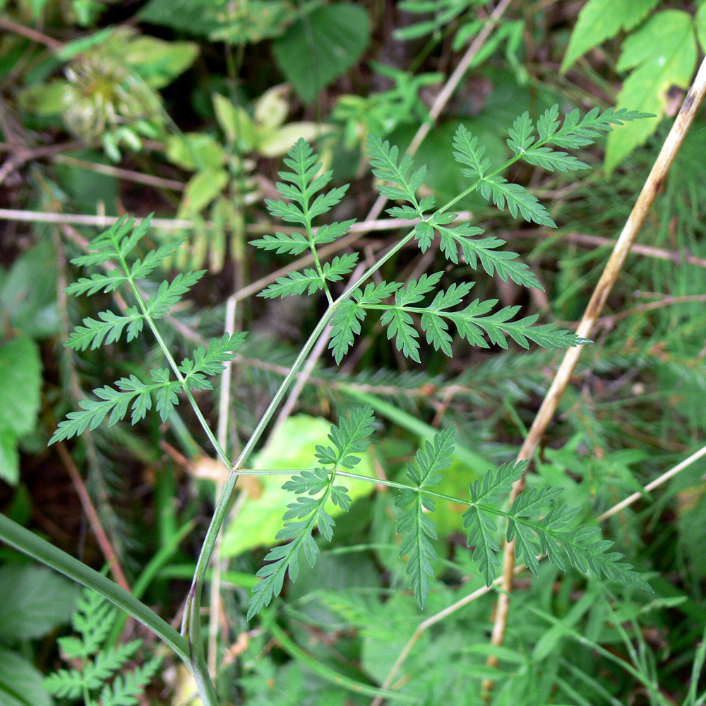 Image of Conioselinum tataricum specimen.