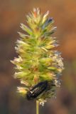 Koeleria brevis. Соцветие с кормящимся жуком. Крым, Севастополь, степь на п-ве Маячный. 16 мая 2013 г.