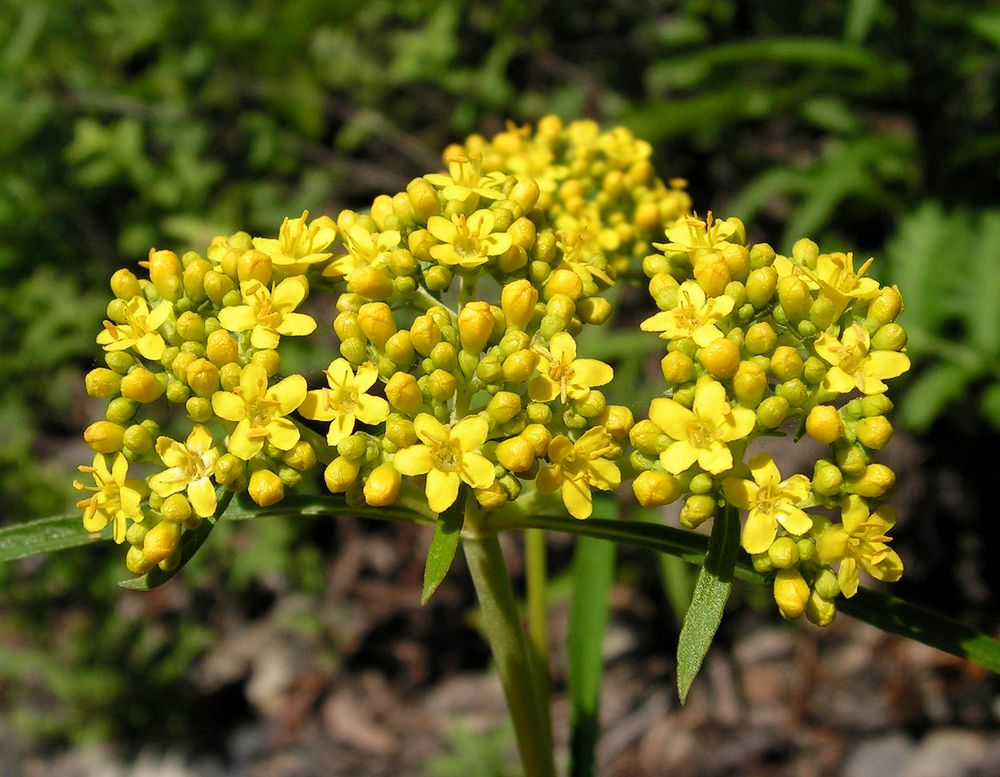 Image of Patrinia rupestris specimen.