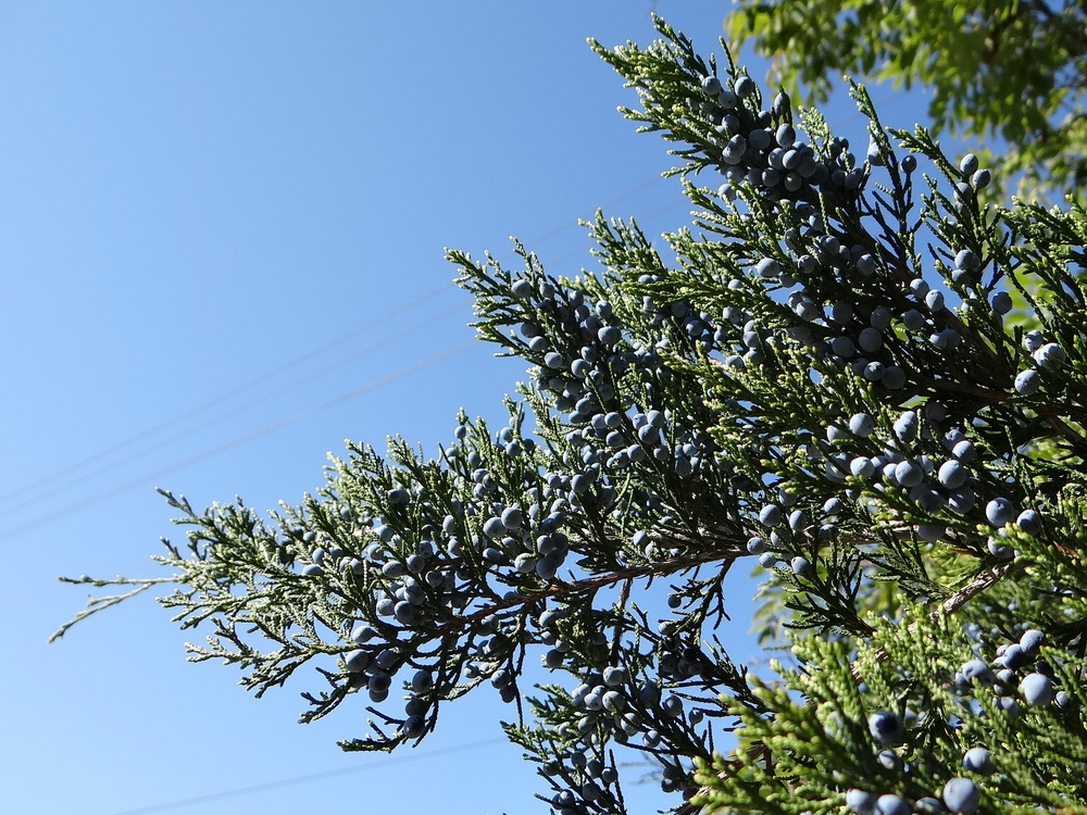 Изображение особи Juniperus virginiana.