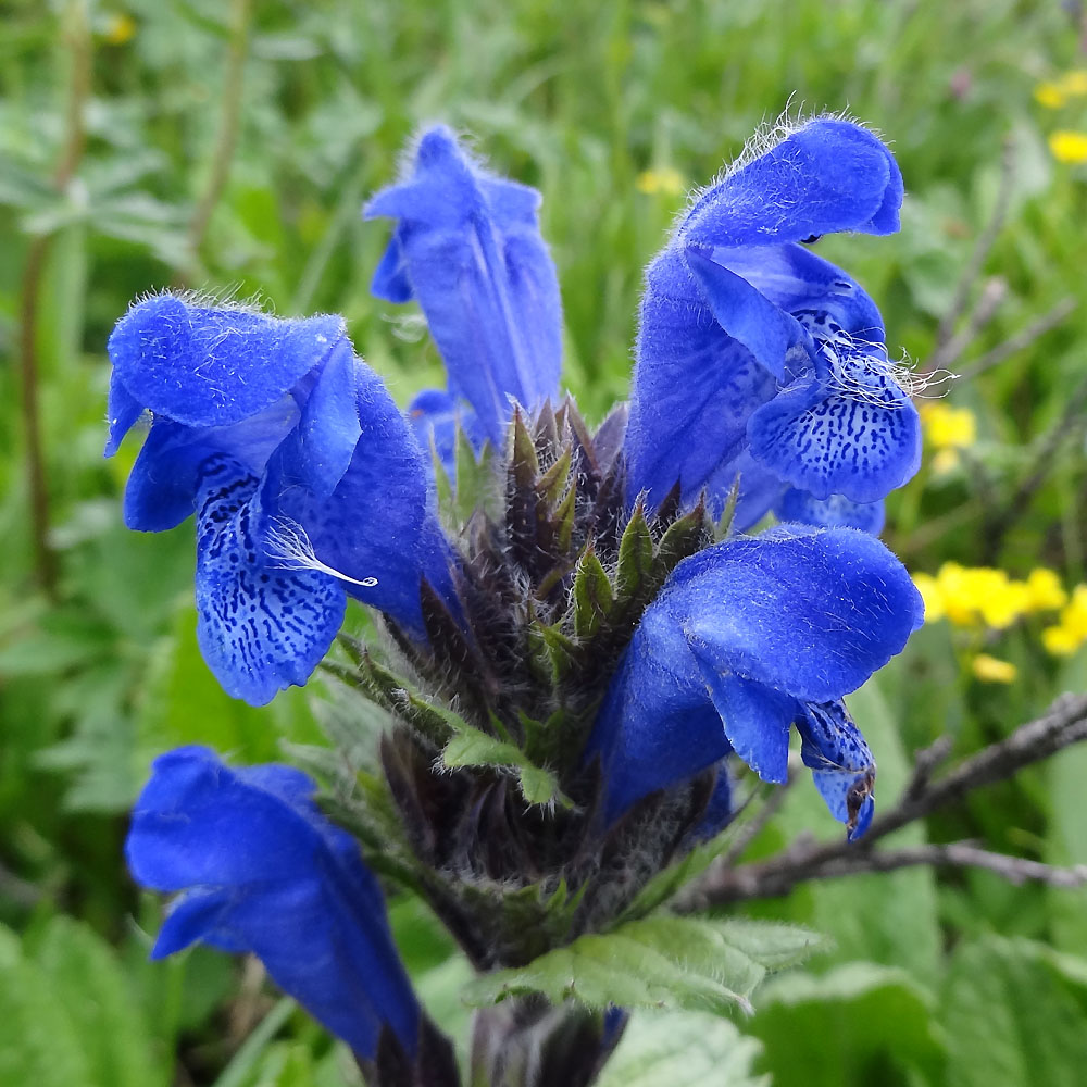 Изображение особи Dracocephalum grandiflorum.