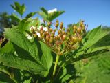 Viburnum opulus