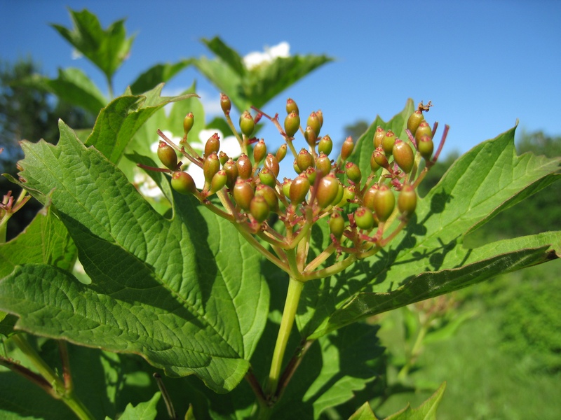 Image of Viburnum opulus specimen.