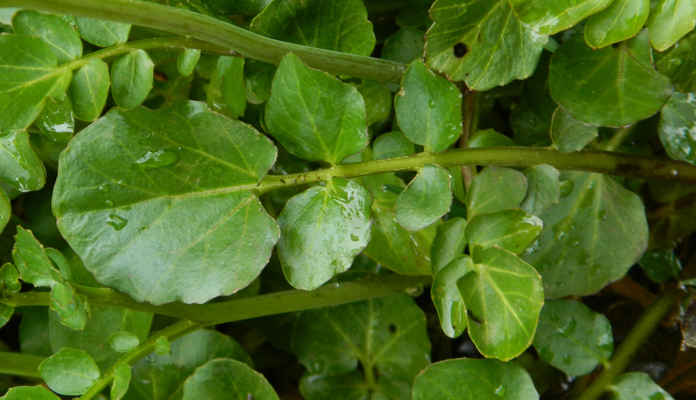 Image of Cardamine seidlitziana specimen.