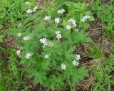 Geranium krylovii