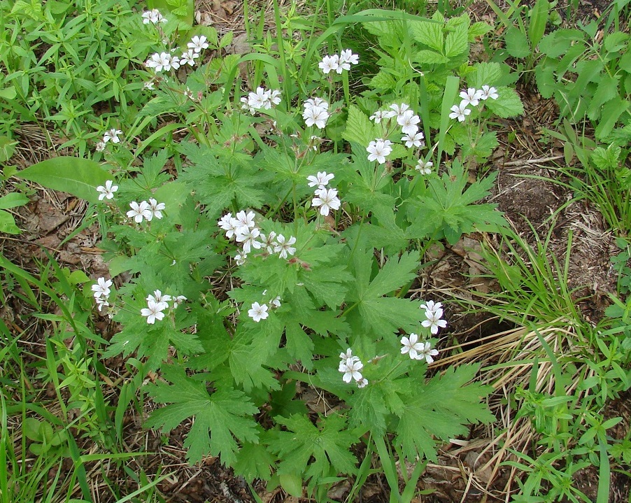 Image of Geranium krylovii specimen.
