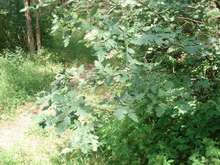 Image of Sorbus hybrida specimen.
