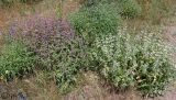 Phlomis pungens