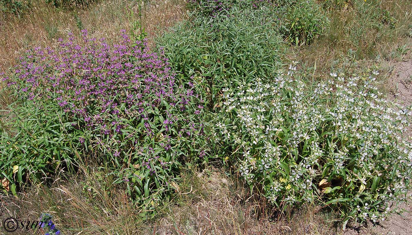 Image of Phlomis pungens specimen.