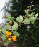 Berberis darwinii. Верхняя часть цветущей ветви (у листьев видны их нижние стороны). Германия, г. Дюссельдорф, Ботанический сад университета. 02.03.2014.