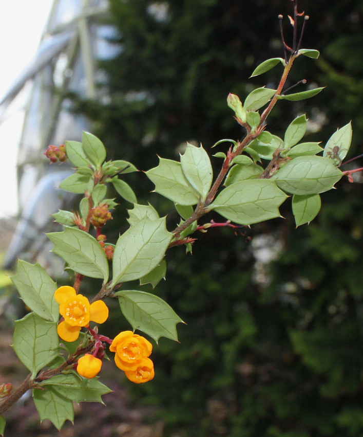 Изображение особи Berberis darwinii.