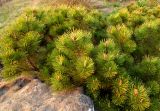 Pinus mugo