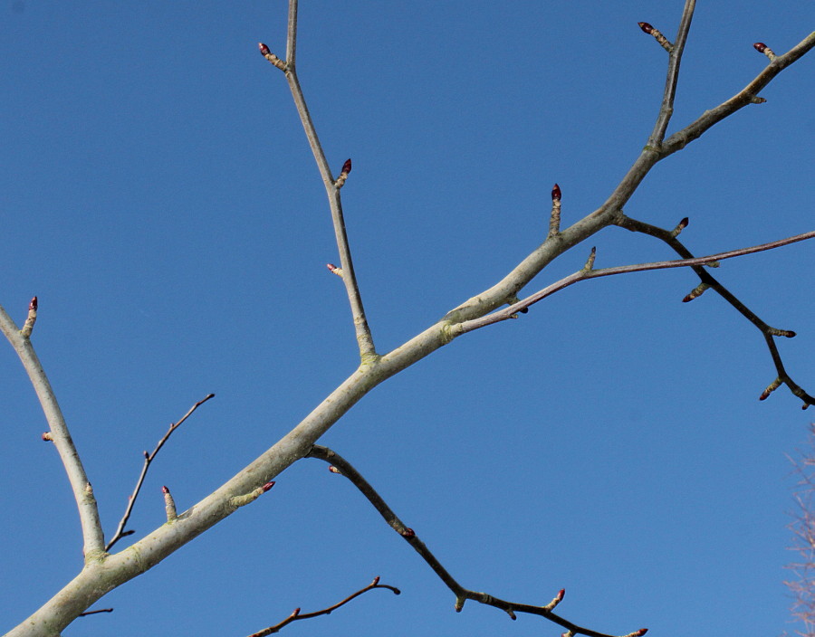 Image of Davidia involucrata var. vilmoriniana specimen.