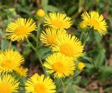 Inula britannica