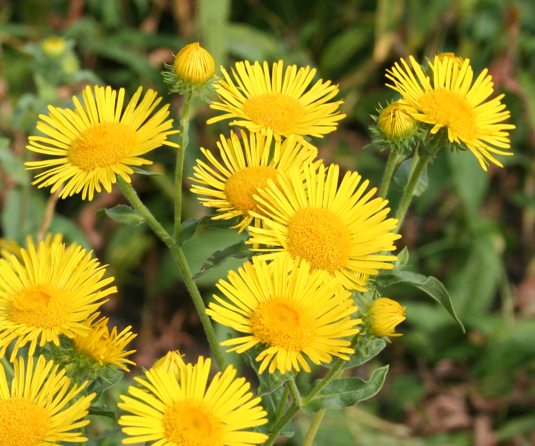 Image of Inula britannica specimen.